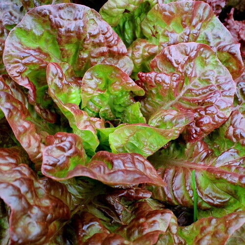 Ria Hoki 1000 Bronze Mignonette Lettuce Seeds Non-Gmo - $7.28