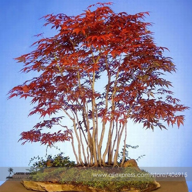 SL Heirloom Chinese Xiangshan Red Maple Tree Bonsai Seeds, Professional ... - $0.96
