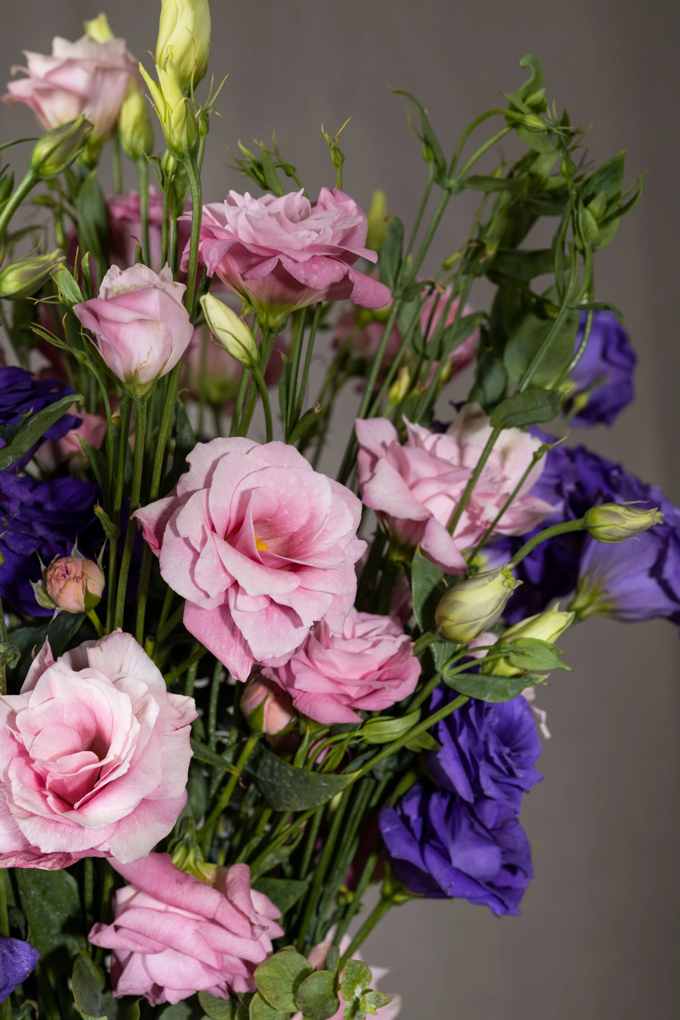 20 Purple, Pink And White Mix Lisianthus Seeds Flower Long Lasting Annual - £14.04 GBP