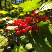 12-14&quot; Tall Live Plant Highbush Cranberry Bare Root Viburnum trilobum - £53.41 GBP