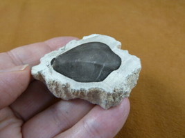 R805-1) genuine fossil Petrified Wood slice specimen Madagascar organic ... - $14.95