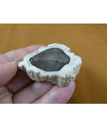 R805-1) genuine fossil Petrified Wood slice specimen Madagascar organic ... - €12,96 EUR