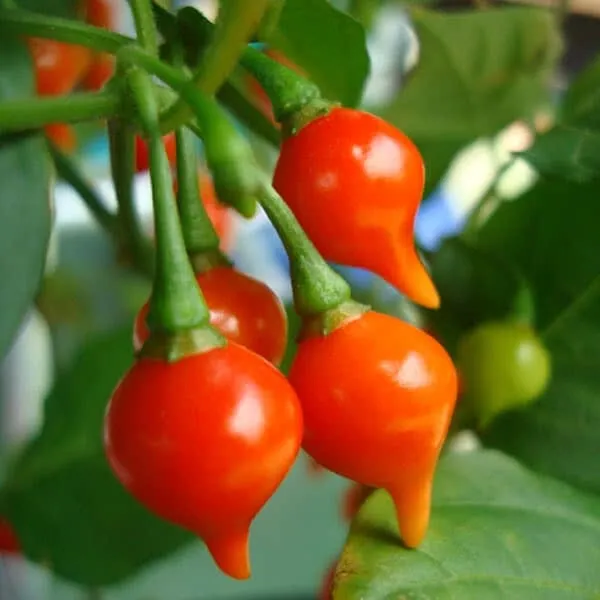 RAFH 25 Seeds Pimenta Biquinho Pepper Garden Vegetables Planting Heirloo... - £6.83 GBP