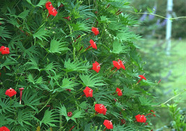 24 Seeds Cardinal Climber Vine Hummingbirds Red Flower Groco - $8.99