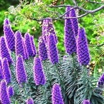 BPASTORE 20 Seeds Store Pride Of Madeira Plant Echium Fastuosum Candicans Purple - £11.84 GBP