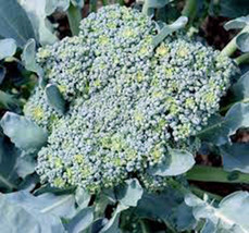 Broccoli, Green Sprouting Calabrese,Heirloom, Organic 25+ Seeds, Broccoli Seeds - £1.99 GBP