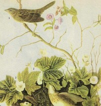 Lincoln&#39;s Sparrow Bird 1946 Color Art Print John James Audubon Nature DWV2D - £23.97 GBP