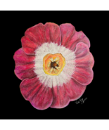 Pencil Drawing of a Red Rose- Digital Print - $15.00