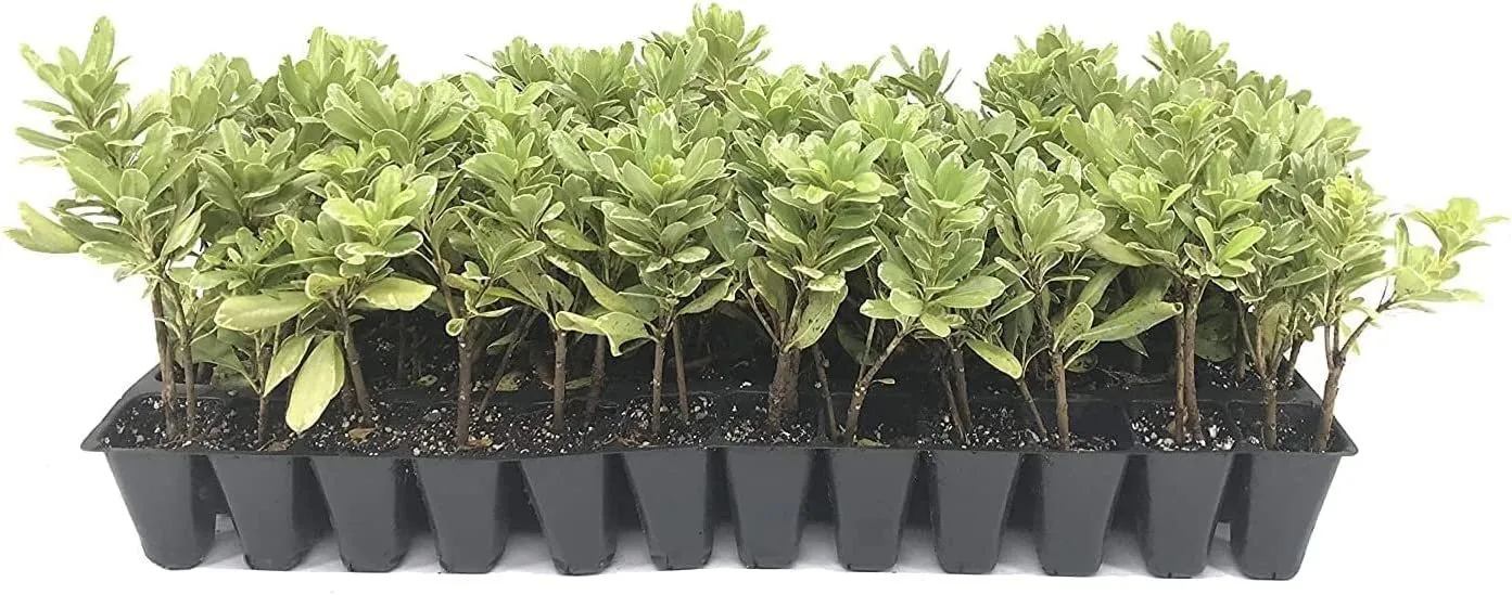 Variegated Pittosporum Live Plants Pittosporum Tobria Variegatum  - £31.87 GBP
