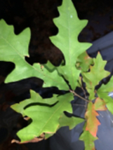 Exact plant #14 Overcup oak or Swamp Post oak (Quercus lyrata) bare root... - $41.00