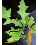 Exact plant #14 Overcup oak or Swamp Post oak (Quercus lyrata) bare root... - $763.37 MXN