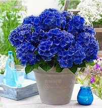 50 pcs Hydrangea Seeds - Dark Blue Ball Type Flowers FRESH SEEDS - £6.94 GBP
