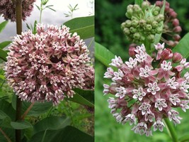 Variety Size Common Milkweed Attract Monarch Butterflies Native Wildflower Seeds - £9.28 GBP+