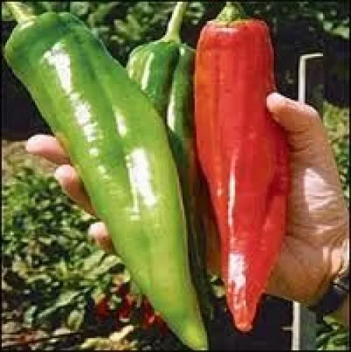 HGBO 25 Hatch Big Jim Pepper Seeds Heirloomseedguy 2025 Non GMO Bulk Seeds - $8.57