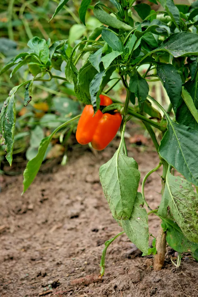 PSStore 51 Orange Sun Sweet Bell Pepper Organic Vegetable Seeds Item image 2