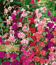 Mountain Garland Clarkia 1500 Seedsgarden Beautiful USA Seller - £6.14 GBP