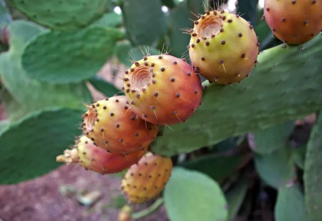 10 Seeds Orange Prickly Pear Cactus Indian Fig Opuntia Ficus Indica Fruit Fresh  - £15.67 GBP