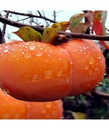 ADW 5 Japanese Persimmon Tree Seeds Diospyros Kaki Asia Fruit Fast Growing - $17.95 CAD