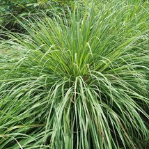 KBT West Indian Lemongrass Seeds Natural Mosquito Repellent Fresh Non-Gm... - $173.63 MXN