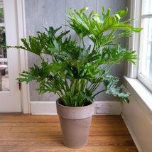 Philodendron selloum seeds  tree philodendron seeds thumb200