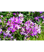 3000 Evening Scented Night Stock Matthiola Flower Seeds Bulk Lilac Pink ... - $121.26 MXN