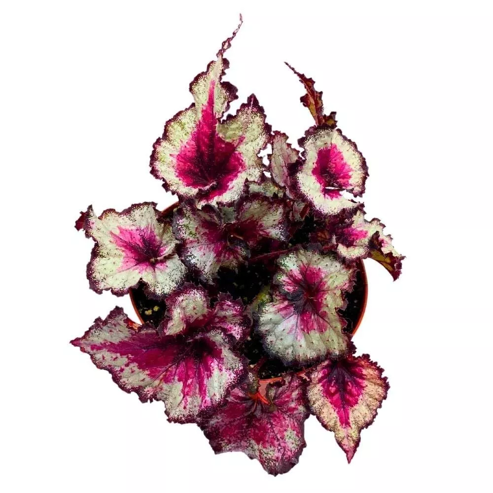 Taste of Poison Begonia Rex 6 in Pink Center Purple Band Spiral Lea - $62.64