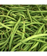 TeL Kentucky Wonder Green Bush Bean Seeds 50 Ct Vegetable Garden Heirloo... - £9.61 GBP