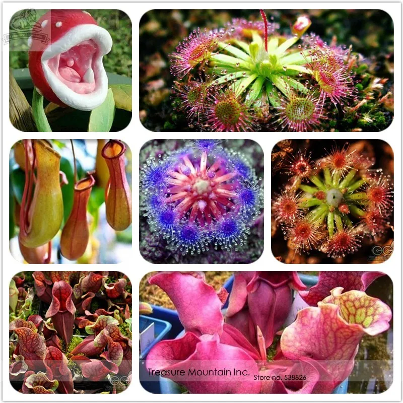 Insect-catching Plant Enchantress Carnivorous 100 Seeds - £7.81 GBP