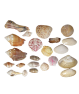 Lot of Real Seashells from the Ocean Beach - $14.95