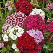 MIXED Colors SWEET WILLIAM PINKS 500+SEEDS Dianthus Barbatus Red Pink Fl... - $10.00