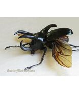 Chalcosoma Chiron Janssensi XXL Real Giant Beetle Framed Double Glass Di... - $4,035.52 MXN