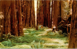 Redwood Forests of northern California carpeted with ferns and flowers (C15) - £4.43 GBP