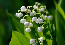 Lily of the Valley 20 roots May Lily, May Bells Convallaria majalis) image 1