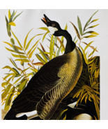 1979 Canada Goose Color Plate Print Audubon Birds Of America Vintage Art... - $29.99