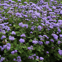 500 Blue Planet Flossflower Seeds For Planting Ageratum Houstonianum Usa Seller - £14.20 GBP