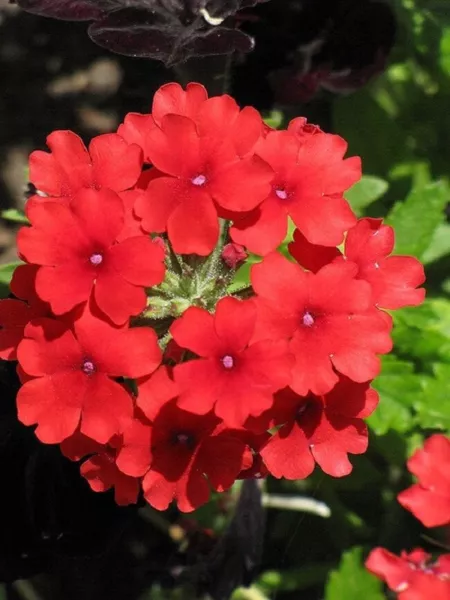 Bin#1R3D4 Verbena Seeds Quartz Xp Scarlet 50 Verbena Seeds Fresh Seeds - £20.10 GBP