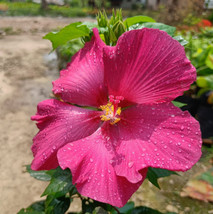 LWSTORE 20 Hibiscus Seeds Dark Pink Easy To Grow Non Gmo USPS Shipping - £6.73 GBP