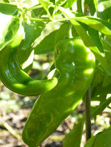 100 Seeds Hatch Lumbre Chili Pepper Seeds, NuMex, XXX Hot Green Chile, Ristra - £9.79 GBP