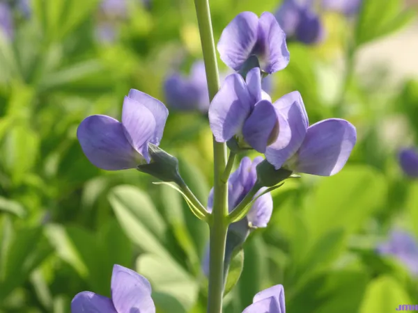 Indigo Blue Perennial Wildflower 31 Fresh Seeds - £11.55 GBP