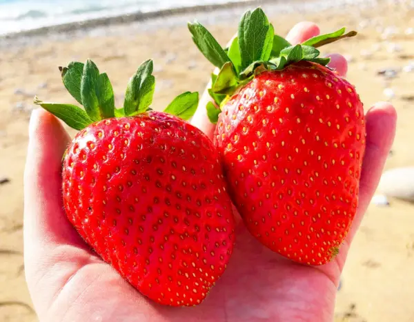 Strawberry Fragaria Junebearing Huge Red Berry Fruit White Flower Giant 20 Seeds - £5.53 GBP