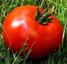 10 Pcs Kazakhstan Giant Tomato Seeds #MNHG - $16.50