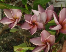 Polynesian Sunset Plumeria Frangipani tip cutting Fragrant Rare Exotic - £15.23 GBP