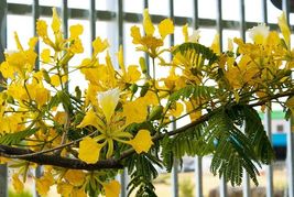 Live 4&#39;&#39;-8&#39;&#39; (Delonix Regia) Jacaranda Mimosifolia ( Flamboyan Yellow ) Tree - £50.20 GBP