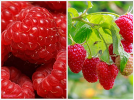 2 Live Plant Cascade Delight Raspberry - fully rooted - Sweet Firm Berries - £47.10 GBP