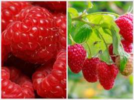 2 Live Plant Cascade Delight Raspberry - fully rooted - Sweet Firm Berries - £47.33 GBP