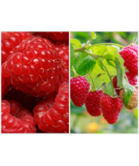 2 Live Plant Cascade Delight Raspberry - fully rooted - Sweet Firm Berries - €51,78 EUR
