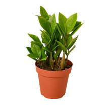 ZZ Plant in a 4-inch Nursery Pot, Beautiful Zamioculcas Zamiifolia, Min ... - $26.95