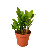 ZZ Plant in a 4-inch Nursery Pot, Beautiful Zamioculcas Zamiifolia, Min ... - €23,41 EUR