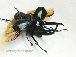 Monster Caucasus Beetle Chalcosoma Chiron Framed Taxidermy Double Glass ... - £199.03 GBP