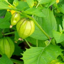 100 Tomatillo Seeds Pack Grande Rio Verde NON-GMO Heirloom Fresh Seeds - $7.50